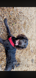 Lost Female Dog last seen North lodore road amelia Virginia , Amelia County, VA 23002