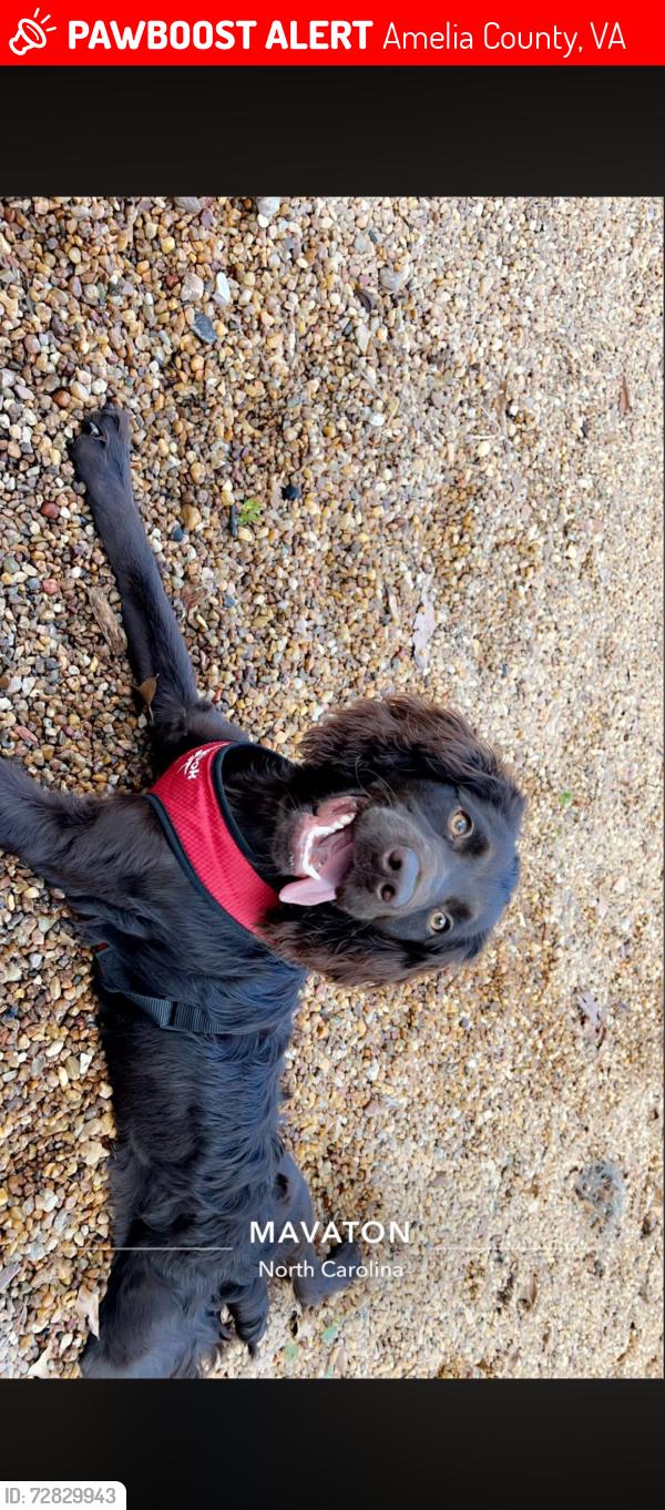 Lost Female Dog last seen North lodore road amelia Virginia , Amelia County, VA 23002
