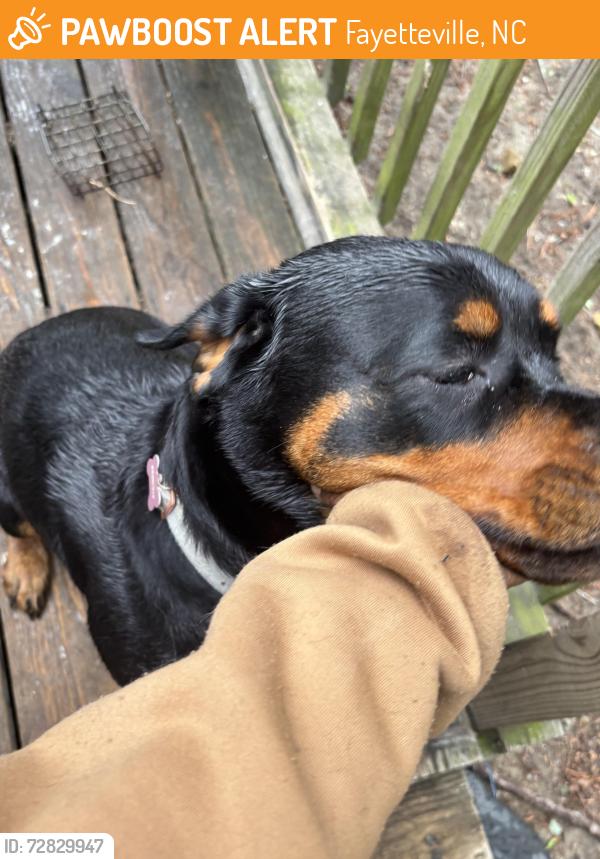 Found/Stray Female Dog last seen Ryan st, Fayetteville, NC 28314