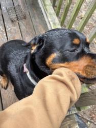 Found/Stray Female Dog last seen Ryan st, Fayetteville, NC 28314