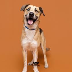 Shelter Stray Male Dog last seen , Tampa, FL 33607