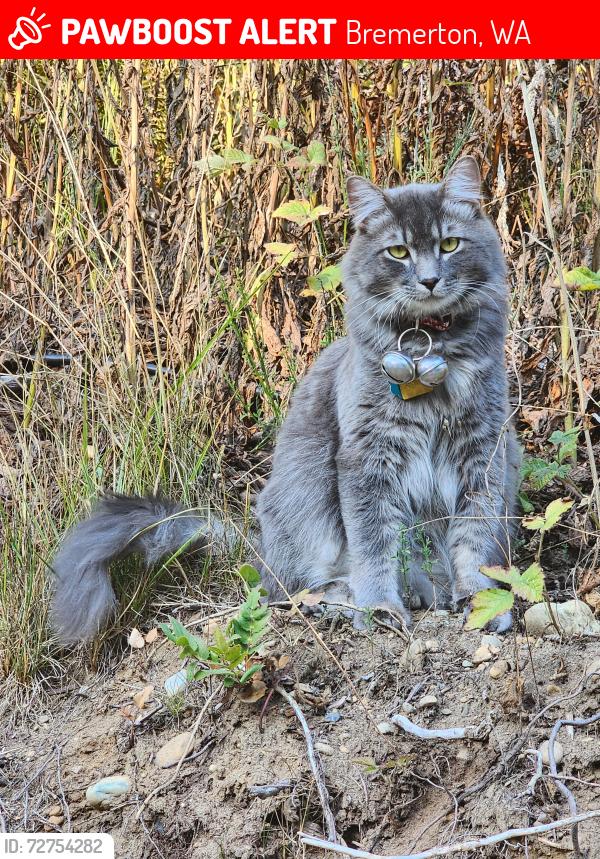 Lost Male Cat last seen 2nd Ave west Bremerton wa, Bremerton, WA 98312