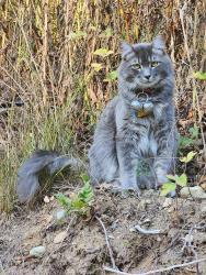 Lost Male Cat last seen 2nd Ave west Bremerton wa, Bremerton, WA 98312