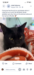 Lost Male Cat last seen Troy n murilands , Mission Viejo, CA 92691