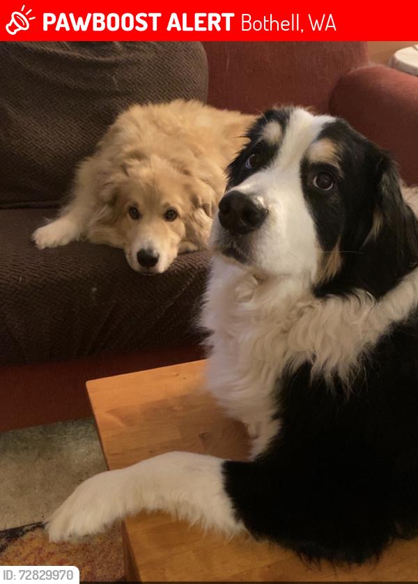 Lost Male Dog last seen Meridian and 236th, Bothell, WA 98021