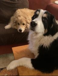 Lost Male Dog last seen Meridian and 236th, Bothell, WA 98021