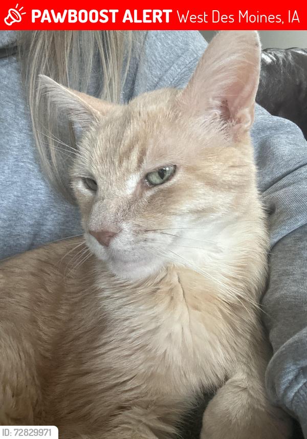 Lost Male Cat last seen 84th and E.P. true, West Des Moines, IA 50266