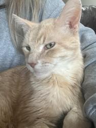 Lost Male Cat last seen 84th and E.P. true, West Des Moines, IA 50266