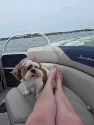 Lost Male Dog last seen John R and Woodward Heights, Hazel Park, MI 48030