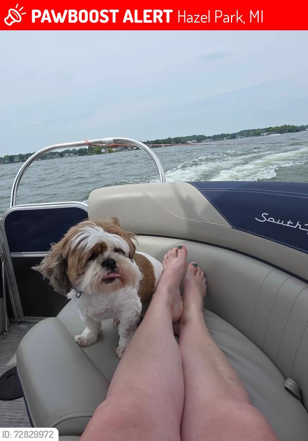 Lost Male Dog last seen John R and Woodward Heights, Hazel Park, MI 48030