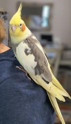 Lost Female Bird last seen Meadow Wood Dr and Northridge Dr, Clearwater, FL 33761