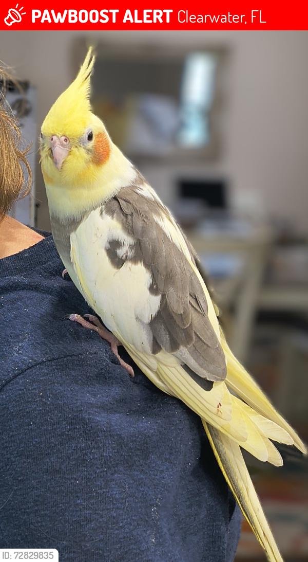Lost Female Bird last seen Meadow Wood Dr and Northridge Dr, Clearwater, FL 33761