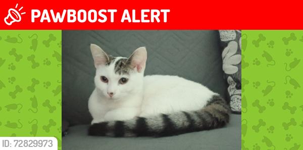 Lost Female Cat last seen Near cross streets, Greater London, England E2 6BN