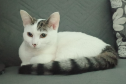 Lost Female Cat last seen Near cross streets, Greater London, England E2 6BN