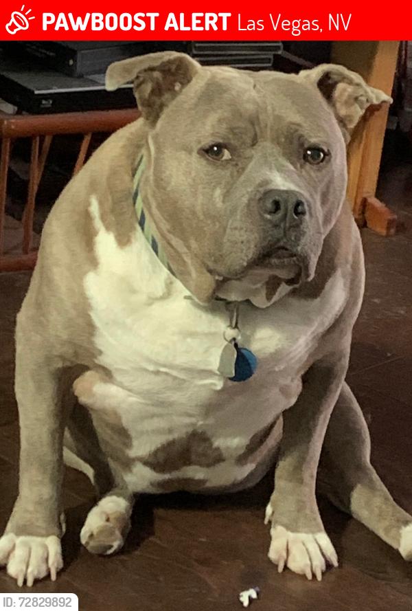 Lost Male Dog last seen Eastern and Stewart Avenue near the 7/11, Las Vegas, NV 89101