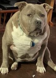 Lost Male Dog last seen Eastern and Stewart Avenue near the 7/11, Las Vegas, NV 89101
