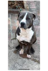 Found/Stray Male Dog last seen 4th street behind Turtle Creek Mall, Hattiesburg, MS 39402
