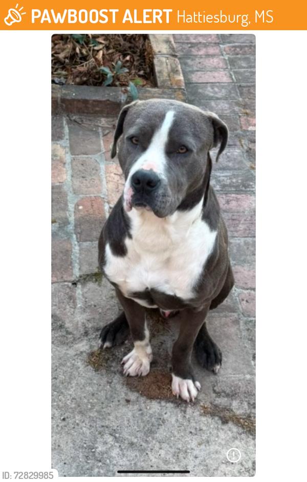 Found/Stray Male Dog last seen 4th street behind Turtle Creek Mall, Hattiesburg, MS 39402