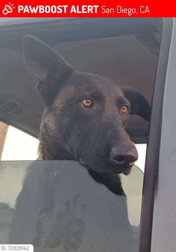 Lost Female Dog last seen Fiesta island road, San Diego, CA 92109