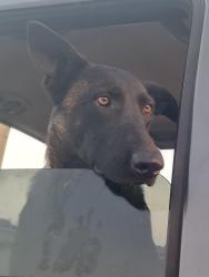 Lost Female Dog last seen Fiesta island road, San Diego, CA 92109