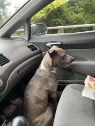 Found/Stray Female Dog last seen sidewalk next to plummer middle school , Houston, TX 77067