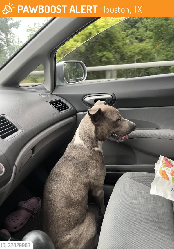 Found/Stray Female Dog last seen sidewalk next to plummer middle school , Houston, TX 77067