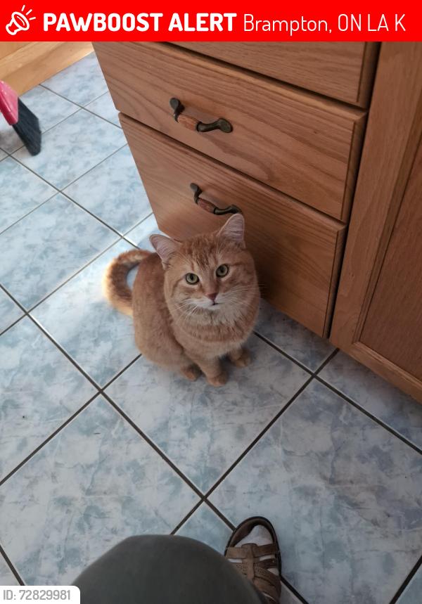 Lost Male Cat last seen Mayfield & Hwy 10 (Hurontario), Brampton, ON L7A 1K8