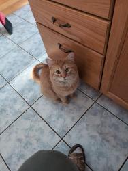 Lost Male Cat last seen Mayfield & Hwy 10 (Hurontario), Brampton, ON L7A 1K8
