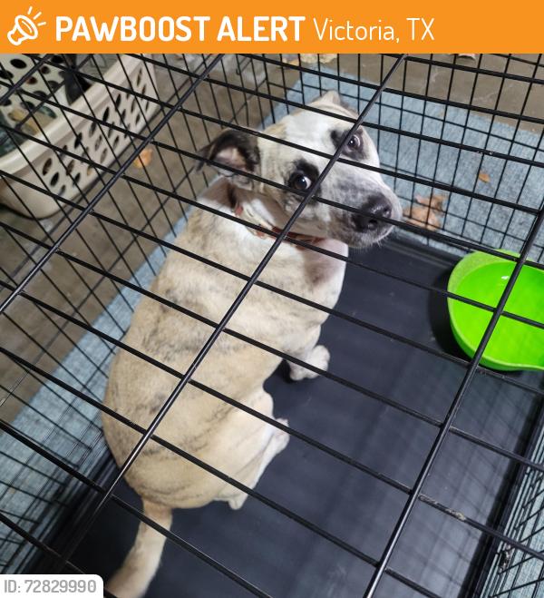 Found/Stray Unknown Dog last seen Sam Houston , Victoria, TX 77901