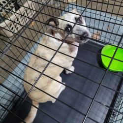 Found/Stray Unknown Dog last seen Sam Houston , Victoria, TX 77901