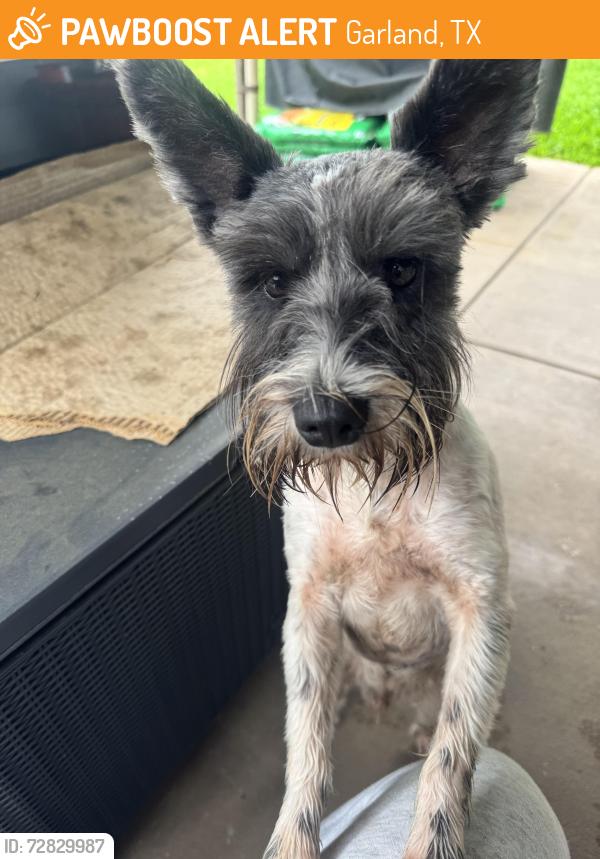 Found/Stray Male Dog last seen Country club / Bosque Dr , Garland, TX 75040