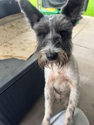 Found/Stray Male Dog last seen Country club / Bosque Dr , Garland, TX 75040