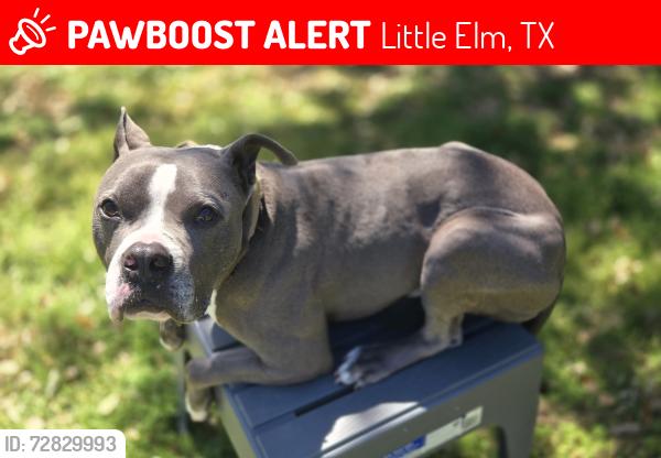 Lost Male Dog last seen Last seen near El Dorado and Winfield farms, Little Elm, TX 75068