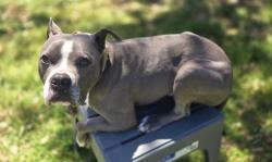 Lost Male Dog last seen Last seen near El Dorado and Winfield farms, Little Elm, TX 75068