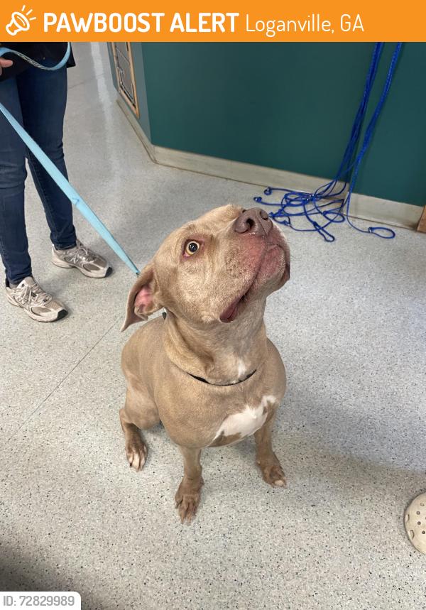 Found/Stray Female Dog last seen Rosebud road, Loganville, GA 30052