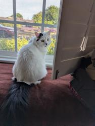 Lost Female Cat last seen Hunskaer and Cassidy , Oceanside, CA 92054