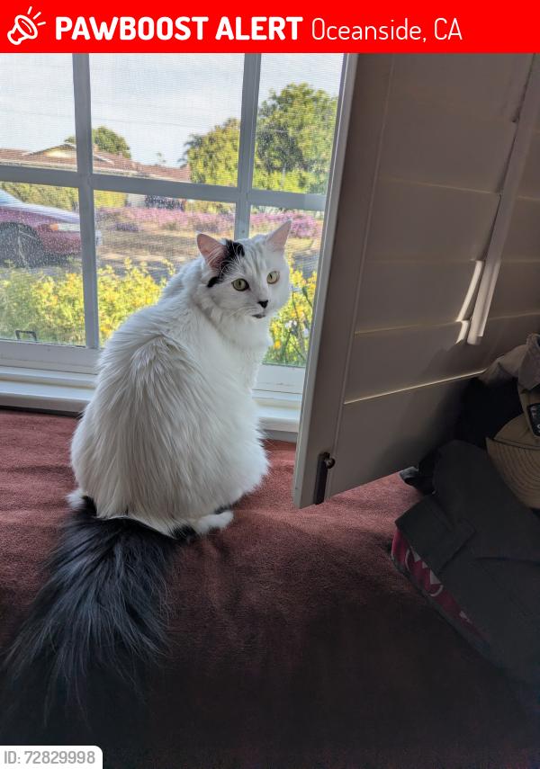 Lost Female Cat last seen Hunskaer and Cassidy , Oceanside, CA 92054
