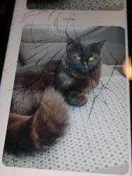 Reunited Male Cat last seen Laphan n 78 , West Allis, WI 53214