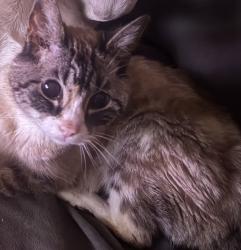 Lost Female Cat last seen 81st and Grand, Kansas City, MO 64114