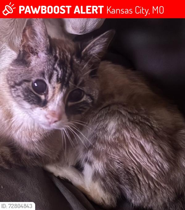 Lost Female Cat last seen 81st and Grand, Kansas City, MO 64114