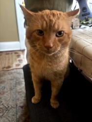 Lost Male Cat last seen W 117th between Dale and Bosworth, Cleveland, OH 44111