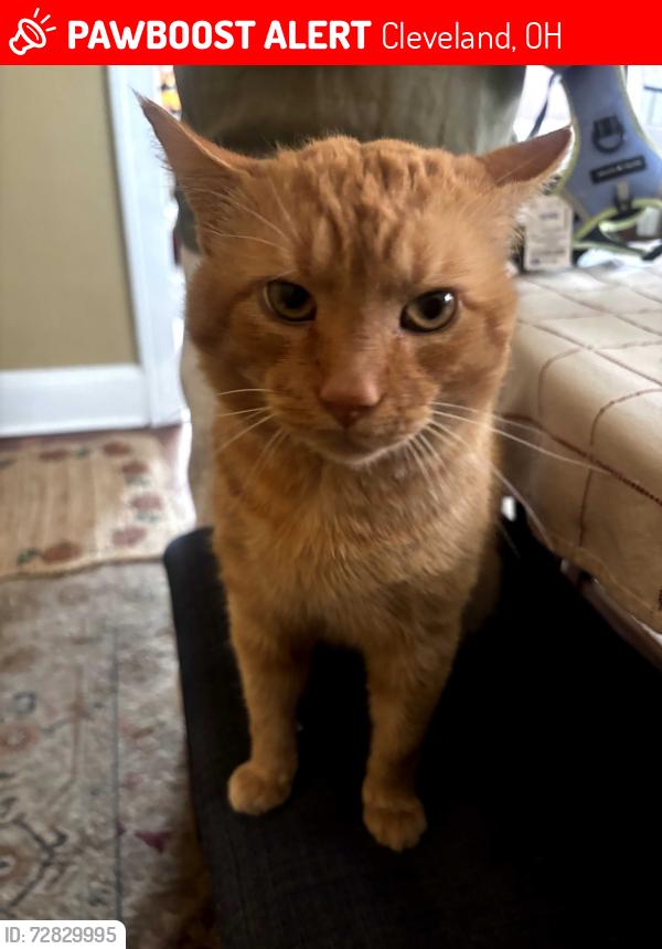 Lost Male Cat last seen W 117th between Dale and Bosworth, Cleveland, OH 44111