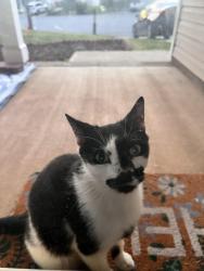 Found/Stray Unknown Cat last seen Townsend farm Rd, Greensboro, NC 27214