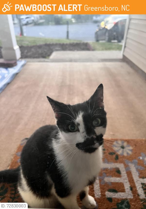 Found/Stray Unknown Cat last seen Townsend farm Rd, Greensboro, NC 27214