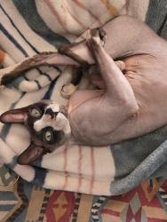 Lost Male Cat last seen Via las palms thousand palms, Thousand Palms, CA 92276