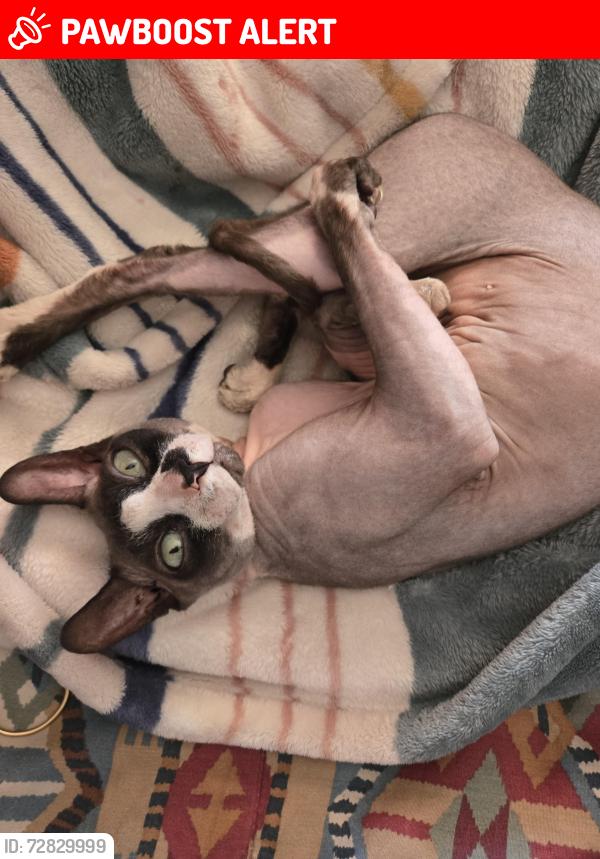 Lost Male Cat last seen Via las palms thousand palms, Thousand Palms, CA 92276