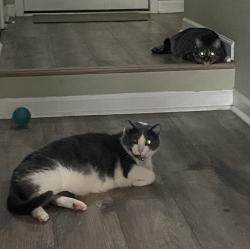 Lost Male Cat last seen 79th and Oaklandon, Indianapolis, IN 46236