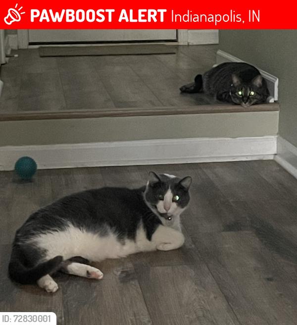 Lost Male Cat last seen 79th and Oaklandon, Indianapolis, IN 46236
