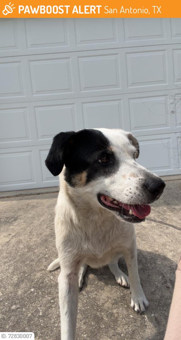 Found/Stray Female Dog last seen Freiling and I10, San Antonio, TX 78213