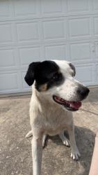Found/Stray Female Dog last seen Freiling and I10, San Antonio, TX 78213